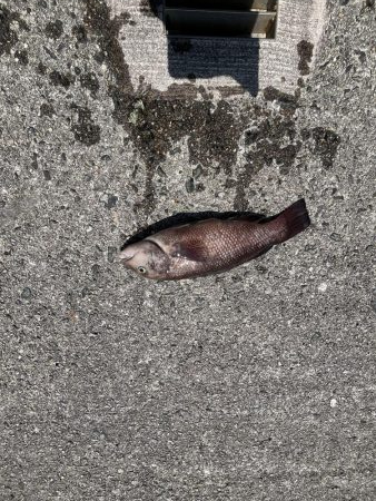 アジュール解禁！外道発進