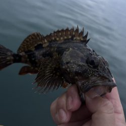 春のガッシー祭り2nd