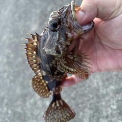 クエ子に癒されて