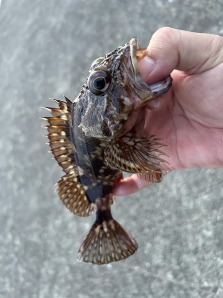 クエ子に癒されて