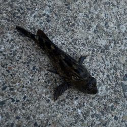 春のガッシー祭り3rd