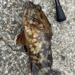 春のガッシー祭り4th