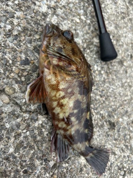 春のガッシー祭り4th