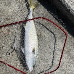 マリーナシティでメジロ頂きました