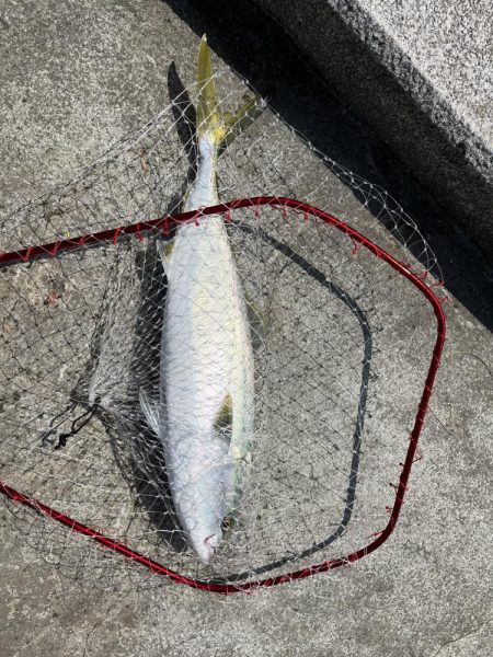 マリーナシティでメジロ頂きました