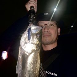 シーバス×スプーン