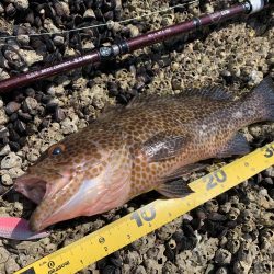 オオモンハタ×スプーン