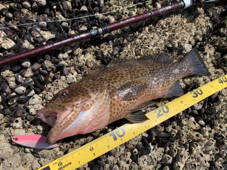 オオモンハタ×スプーン