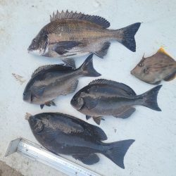 和歌山大引（上野渡船）の磯でフカセ釣り