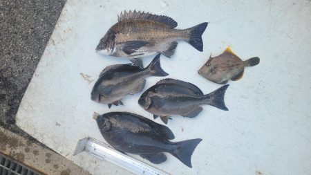 和歌山大引（上野渡船）の磯でフカセ釣り