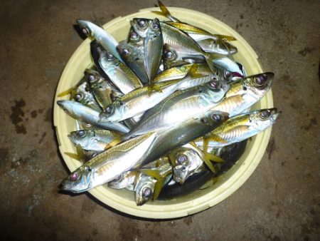 爆風の中粘り腰の小鯵７０匹以上爆釣