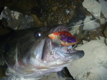 4月のバス釣り