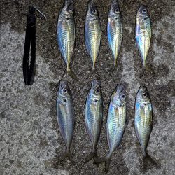 春アジング上向いてきた感じ?