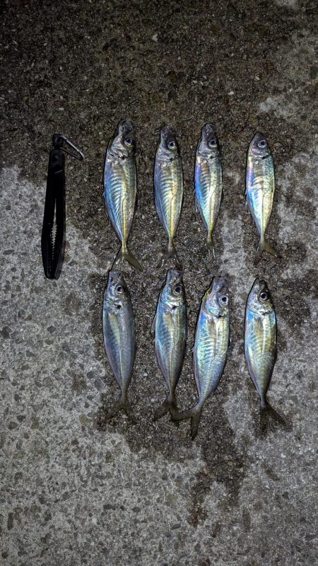 春アジング上向いてきた感じ？