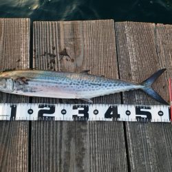 サゴシさんお久しぶりです