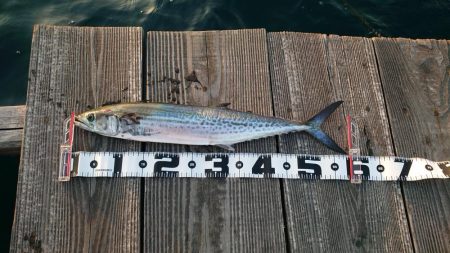 サゴシさんお久しぶりです