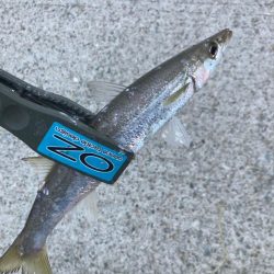朝マズメのカマス釣りで19匹GET
