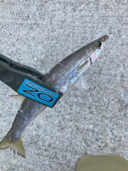 朝マズメのカマス釣りで19匹GET