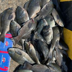 魚津港フカセ 過去イチサイズ揃う