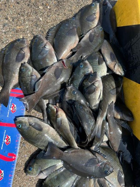 魚津港フカセ 過去イチサイズ揃う