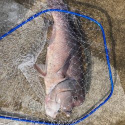 ようやく今年初投稿