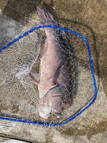 ようやく今年初投稿