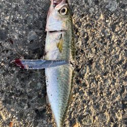ボチボチ魚っ気が…