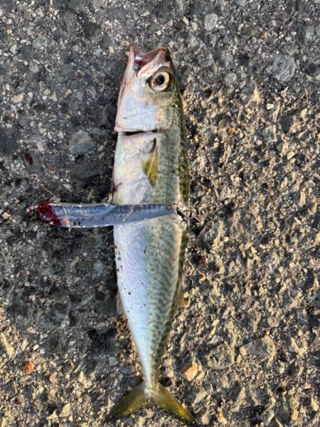 ボチボチ魚っ気が…