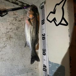 ボートシーバス