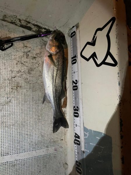 ボートシーバス