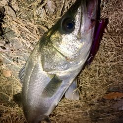 バチ抜けシーバス