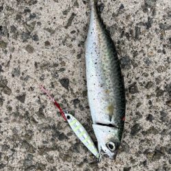 またしても…。