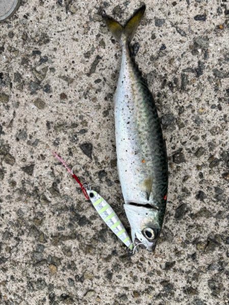 またしても…。