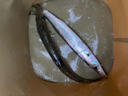 朝マズメのカマス釣りで2匹GET
