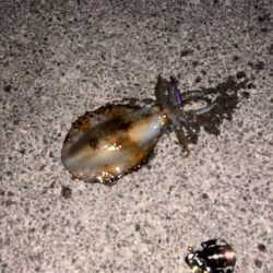 春エギング開幕