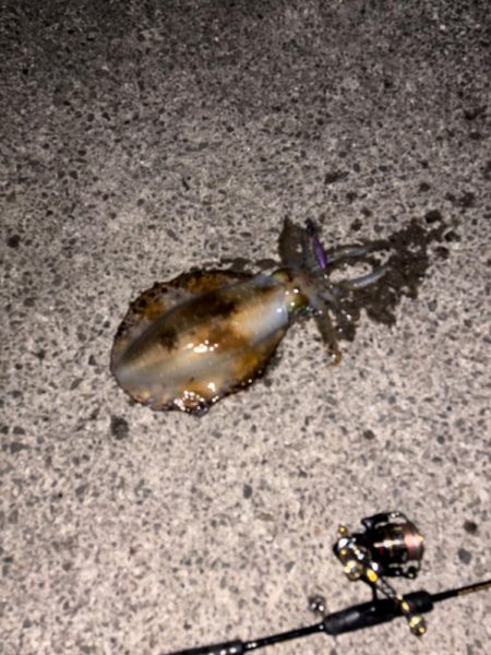 春エギング開幕