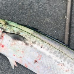 ライトショアジギング