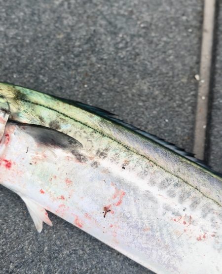 ライトショアジギング