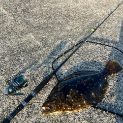 アジの泳がせでヒラメ