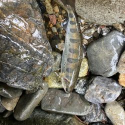 桜前線到達前、降雨前線通過