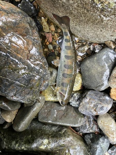 桜前線到達前、降雨前線通過