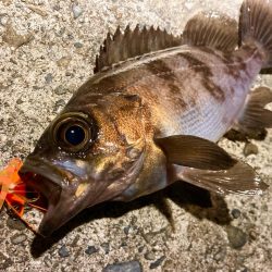 豆クネクネでテクトロメバルにゃ！