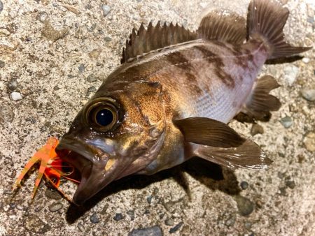 豆クネクネでテクトロメバルにゃ！