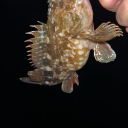 雨後の激渋メバル