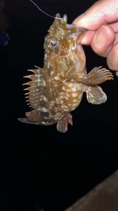 雨後の激渋メバル