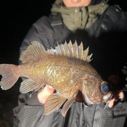 地磯でメバリング