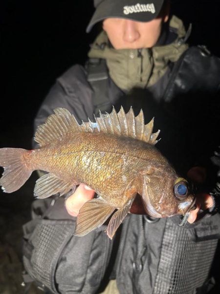 地磯でメバリング