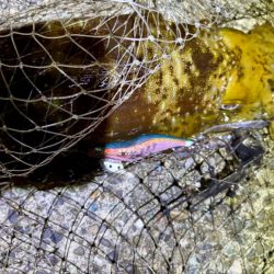 春開幕 絶好エギング