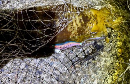 春開幕 絶好エギング