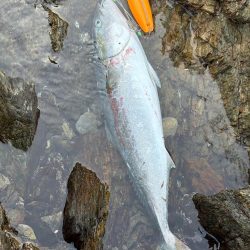 ショアプラッキング